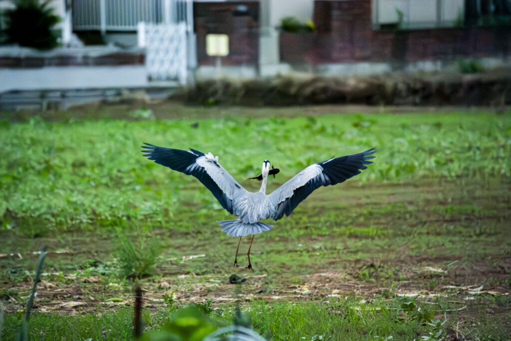 ナマズを咥えるアオサギ