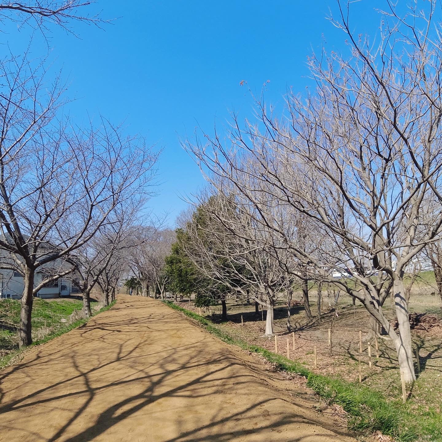 土だけのところもある。