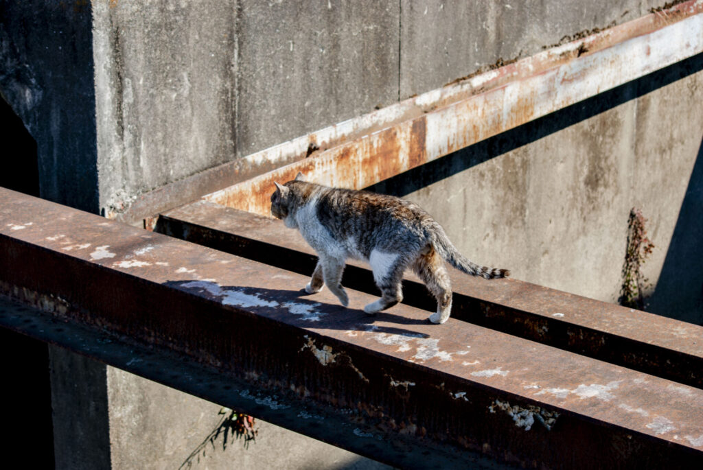 ゆったりのそのそ歩いてたねこ
