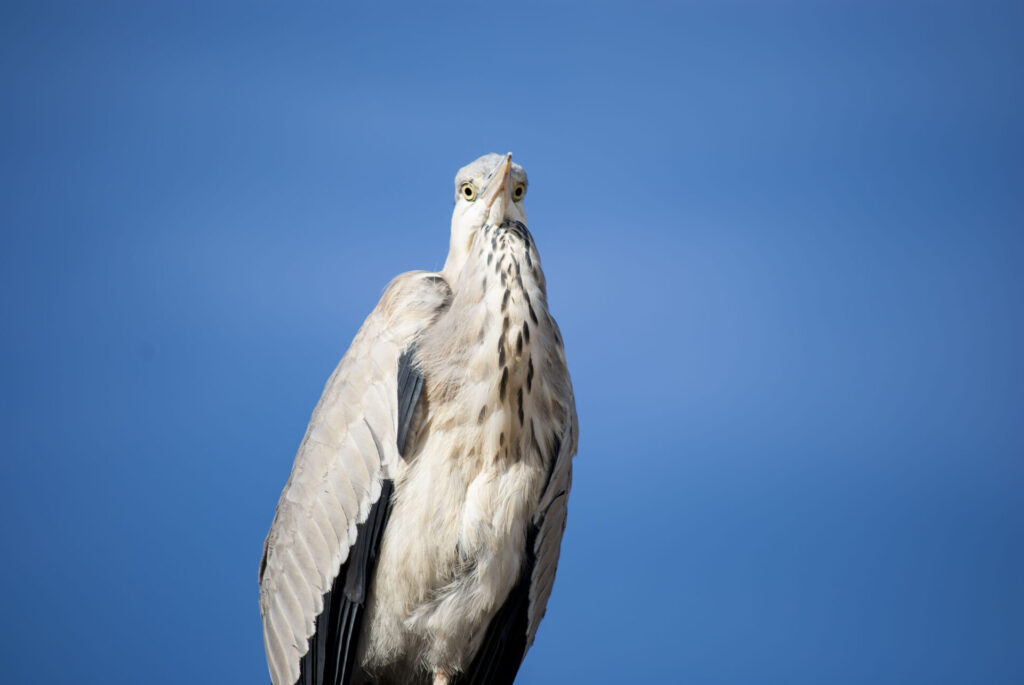 屋根の上のアオサギ