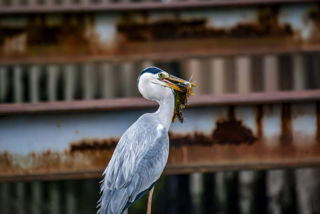 ナマズを咥えるアオサギ