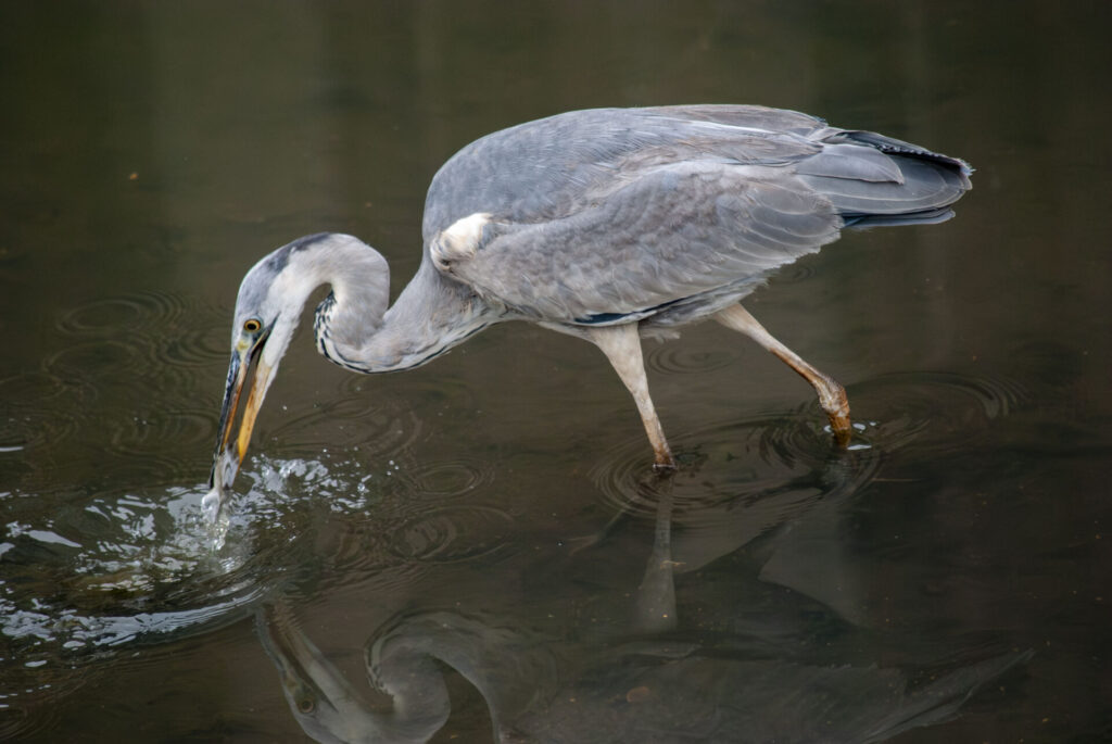 アオサギの狩り