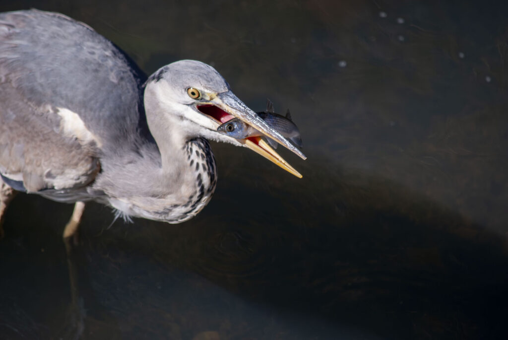 魚をゲットしたアオサギ