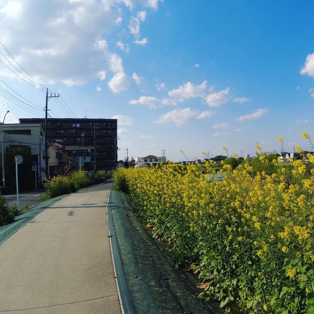 センパチの進捗 センパチの進捗