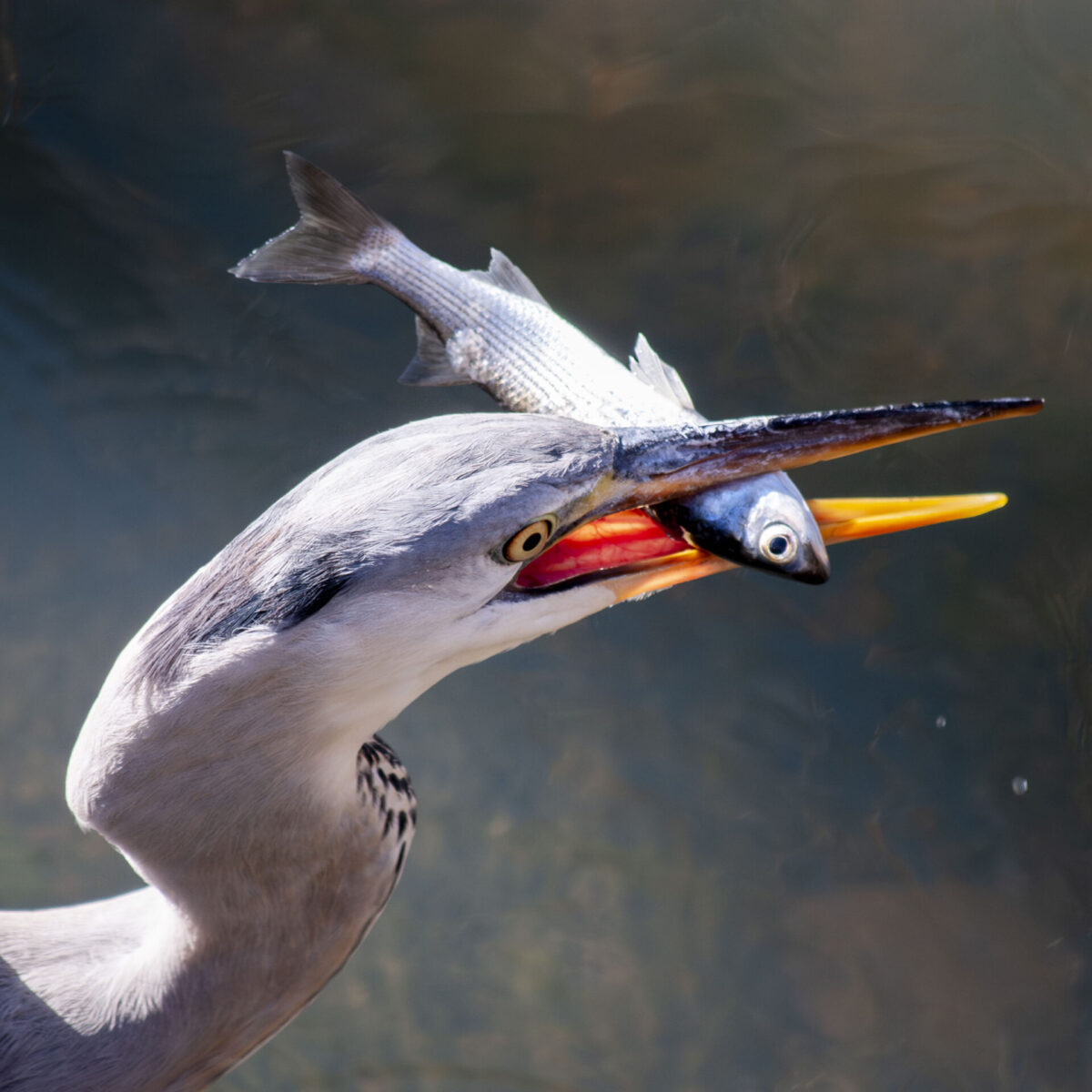 やろうと思っても