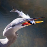 やろうと思っても やろうと思っても