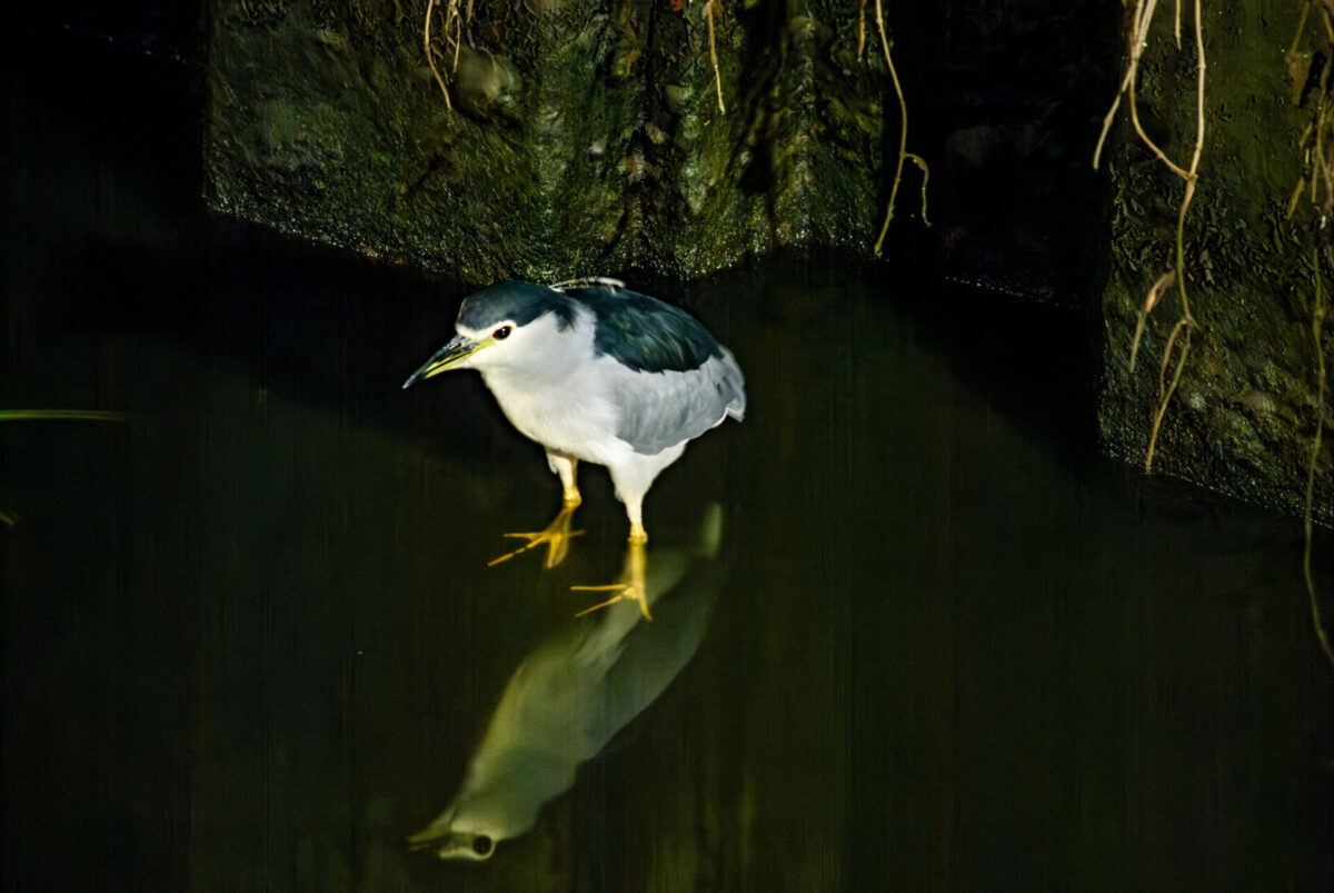 上げられるからって、上げない 上げられるからって、上げない