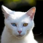 暑さとつきあう 暑さとつきあう