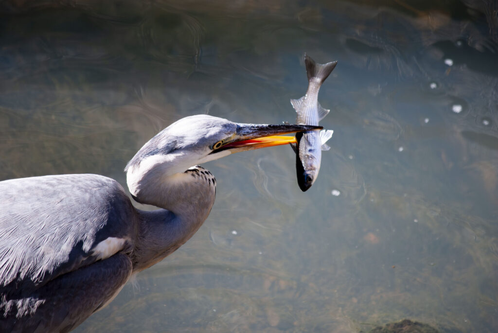 魚をゲットしたアオサギ