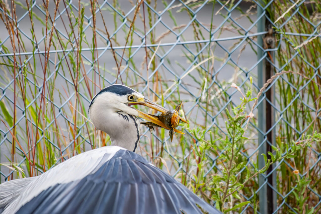 ナマズを咥えるアオサギ