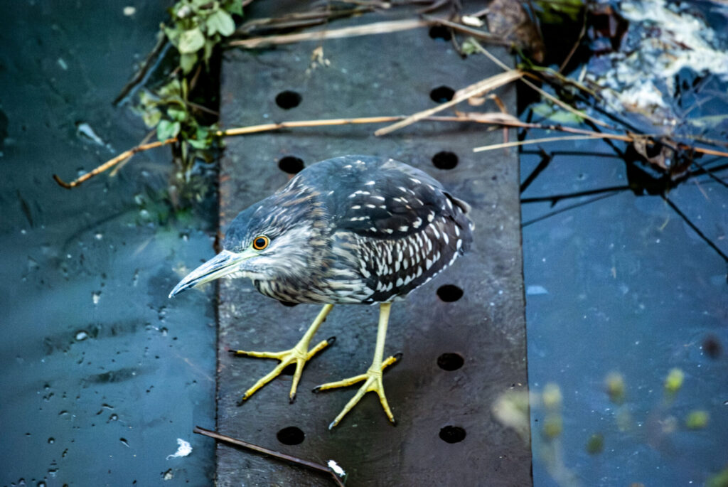 ホシゴイ(ゴイサギ幼鳥)