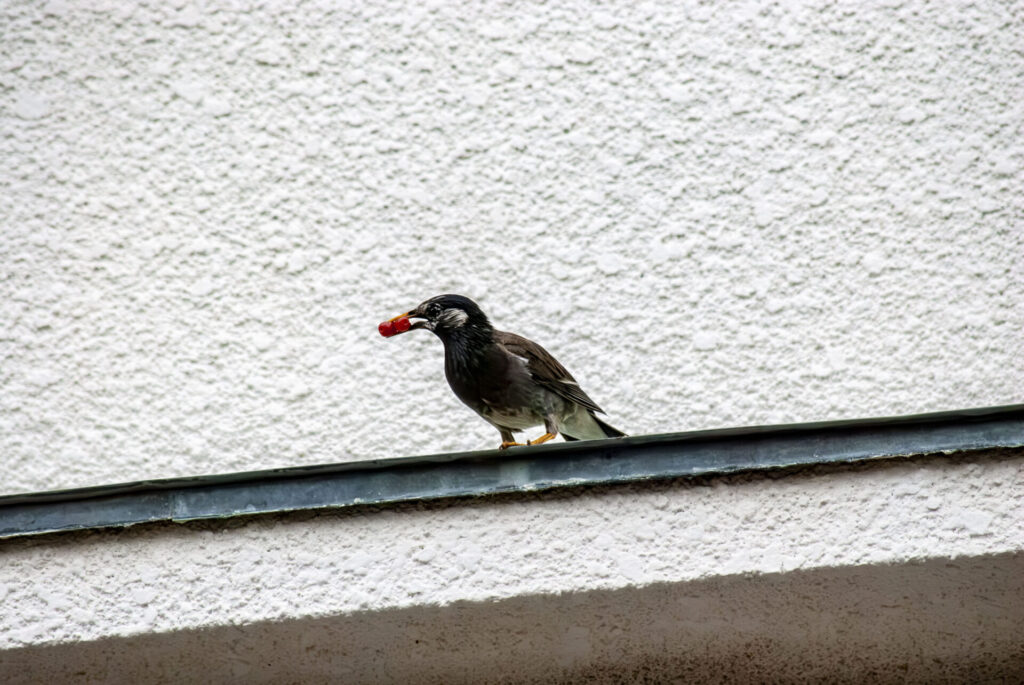 赤い実を給餌するムクドリ