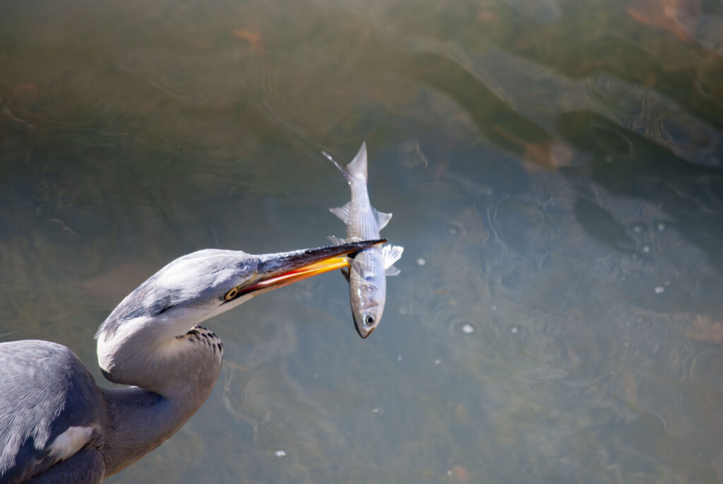 魚をゲットしたアオサギ
