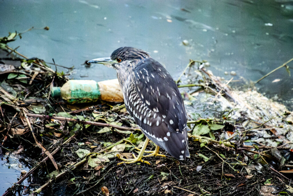 ホシゴイ(ゴイサギ幼鳥)