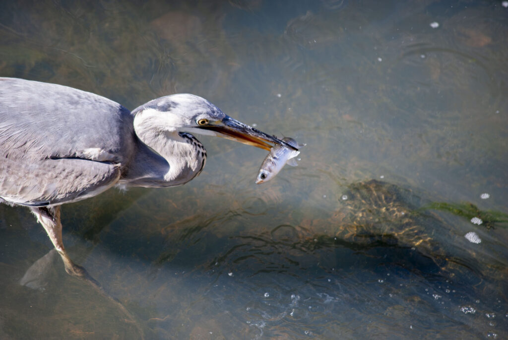 魚をゲットしたアオサギ