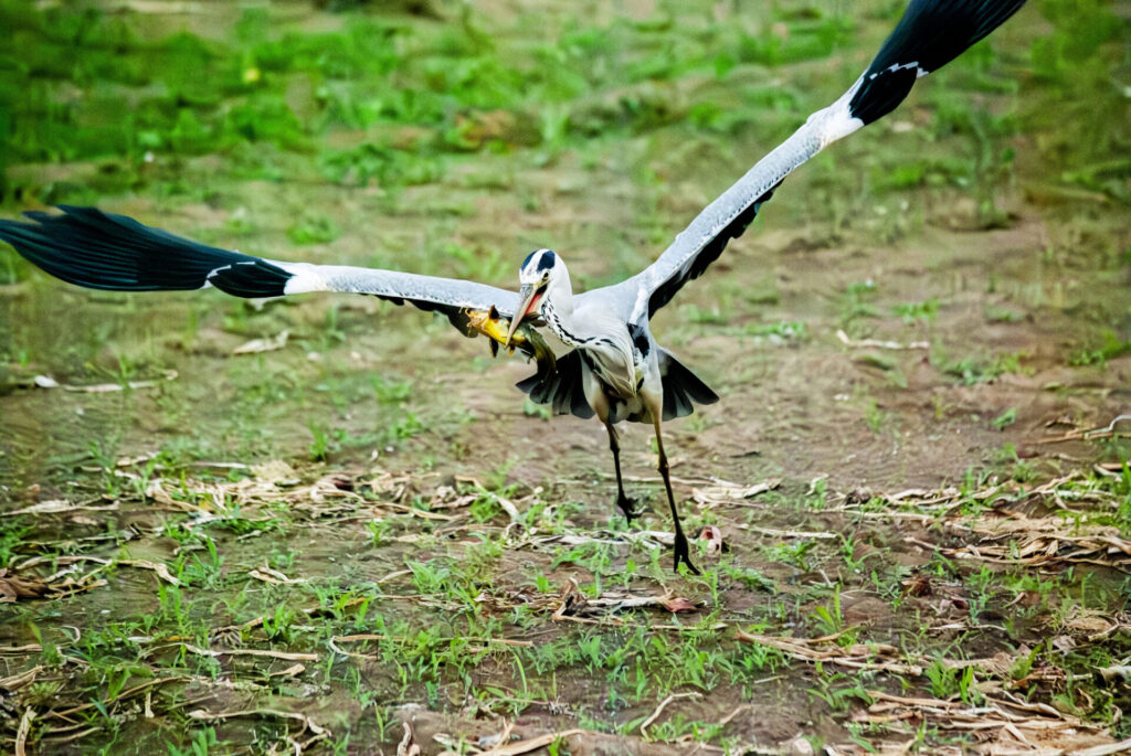 ナマズを咥えるアオサギ