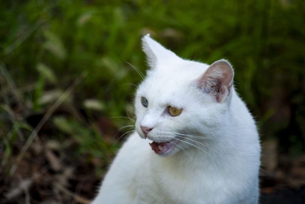 オッドアイ白猫
