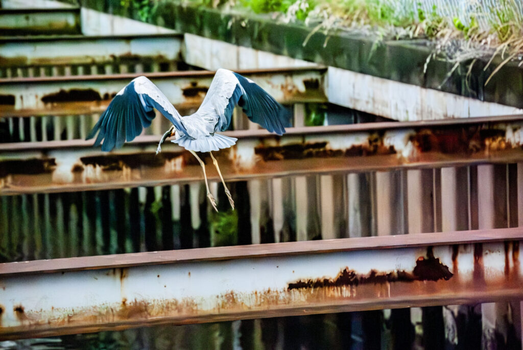 ナマズを咥えるアオサギ