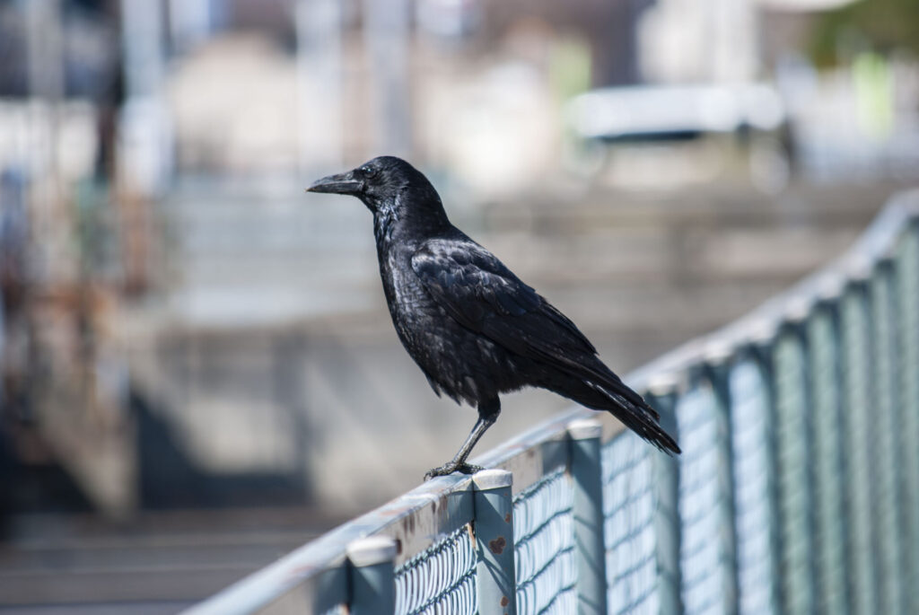 ハシボソガラス