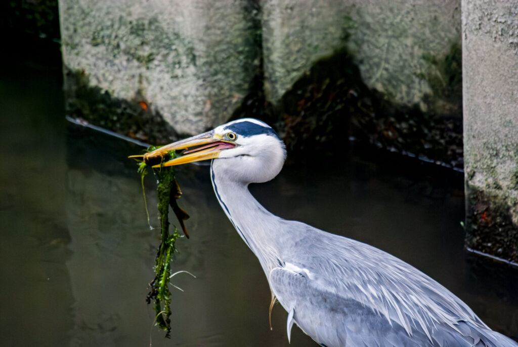 藻とナマズを咥えるアオサギ