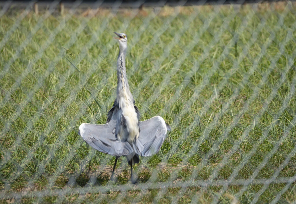 アオサギの電波受信（日光浴）ポーズ