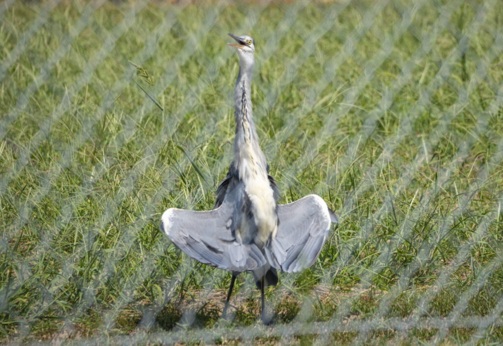 アオサギの電波受信（日光浴）ポーズ