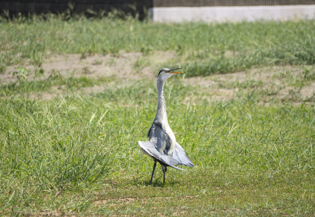 アオサギの電波受信（日光浴）ポーズ