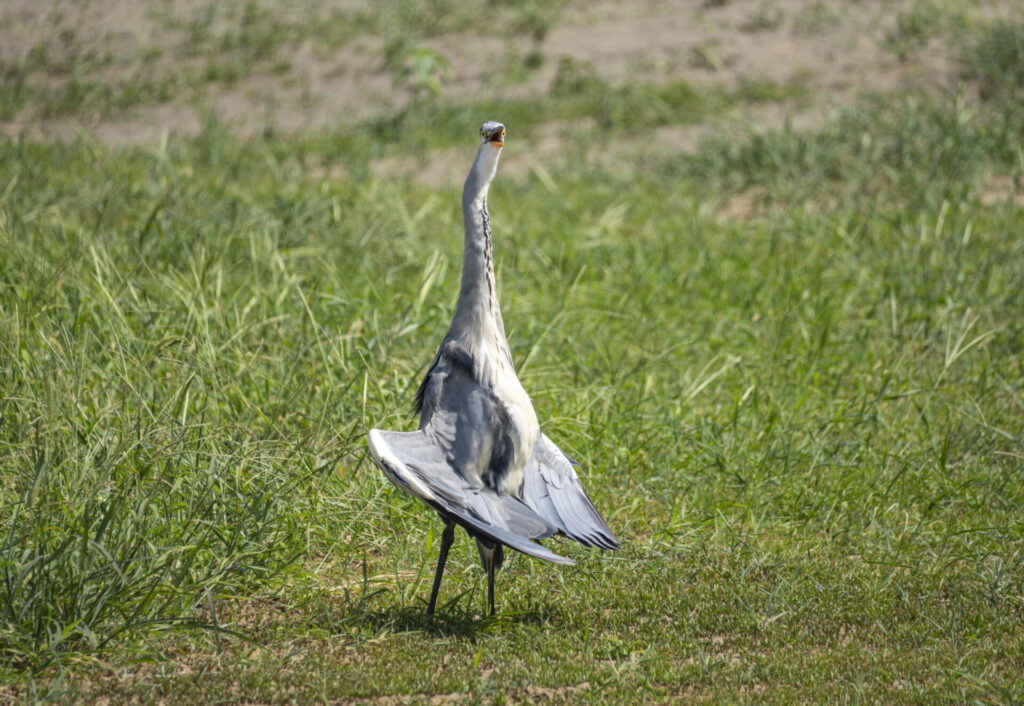 アオサギの電波受信（日光浴）ポーズ