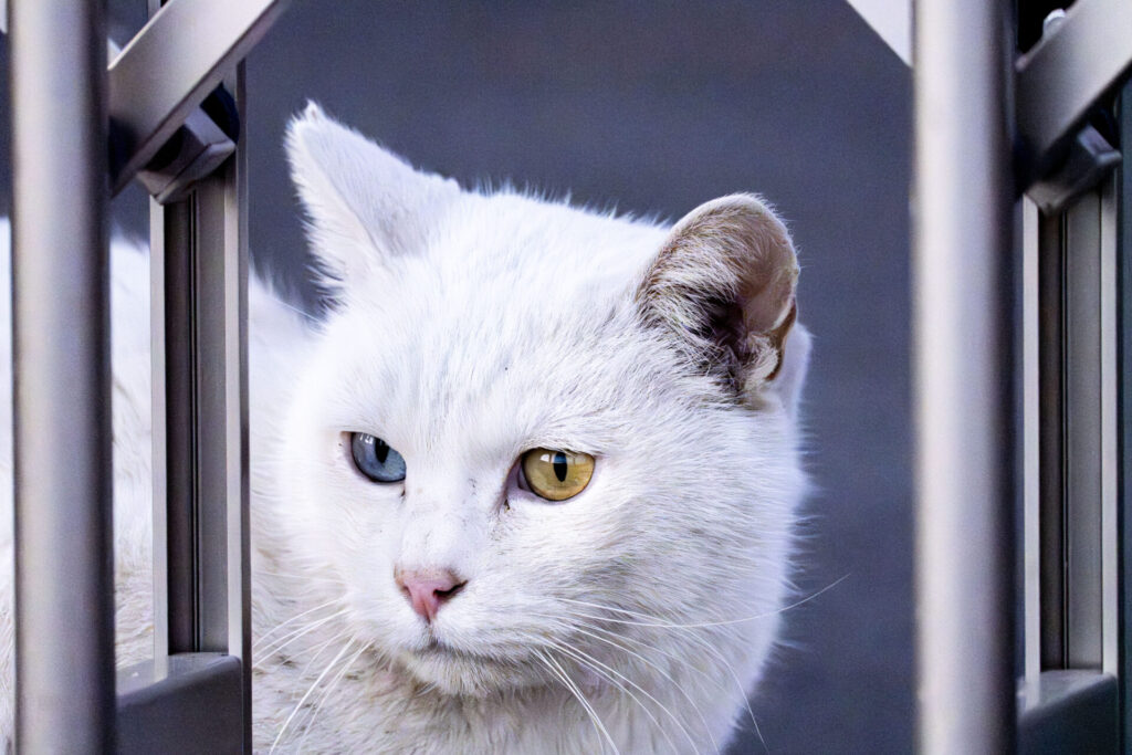 オッドアイのねこ