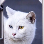 ニセンの記録 ニセンの記録