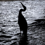 おやすみおつまみ おやすみおつまみ