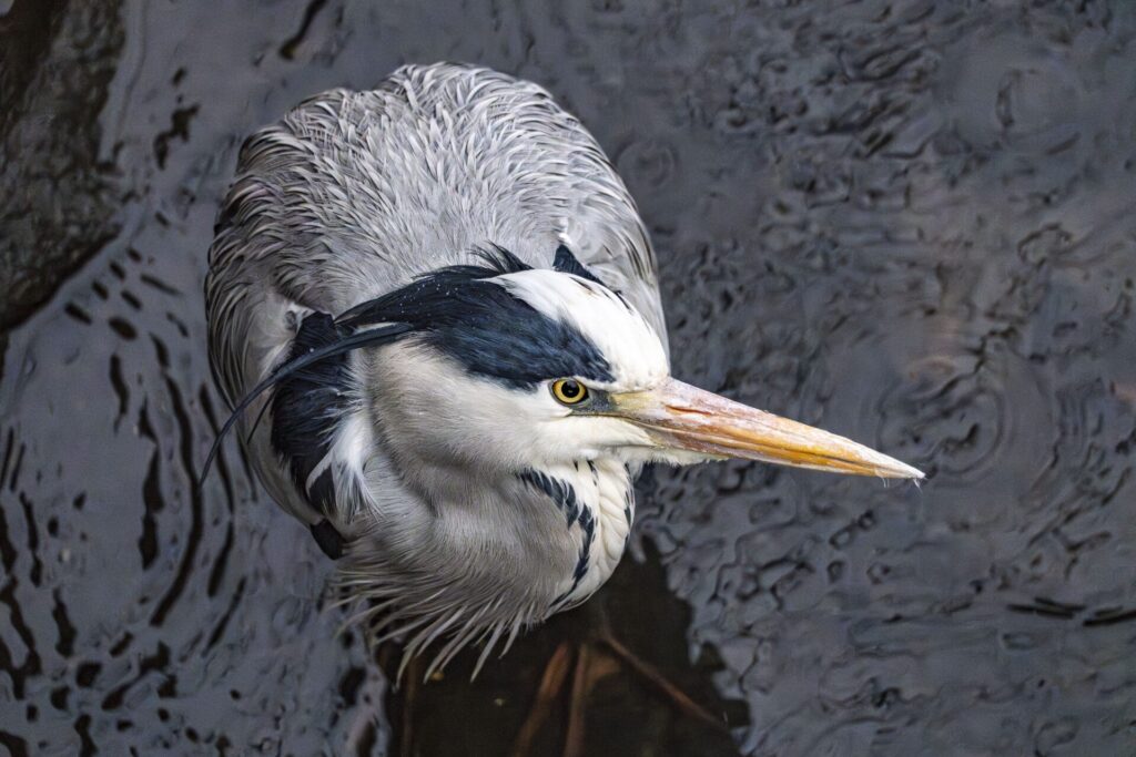 アオサギのおつまみ