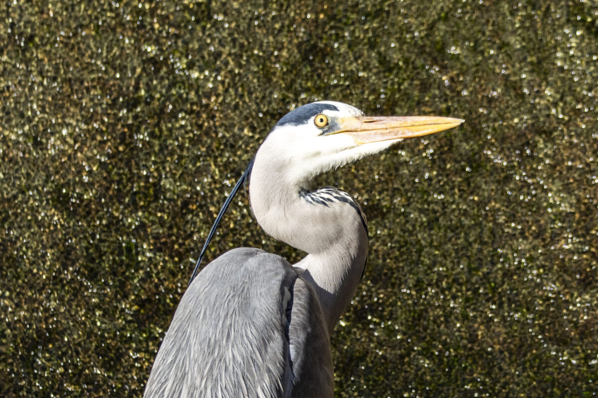 ペースを落とせばいいだけなのに ペースを落とせばいいだけなのに