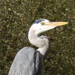 ペースを落とせばいいだけなのに ペースを落とせばいいだけなのに