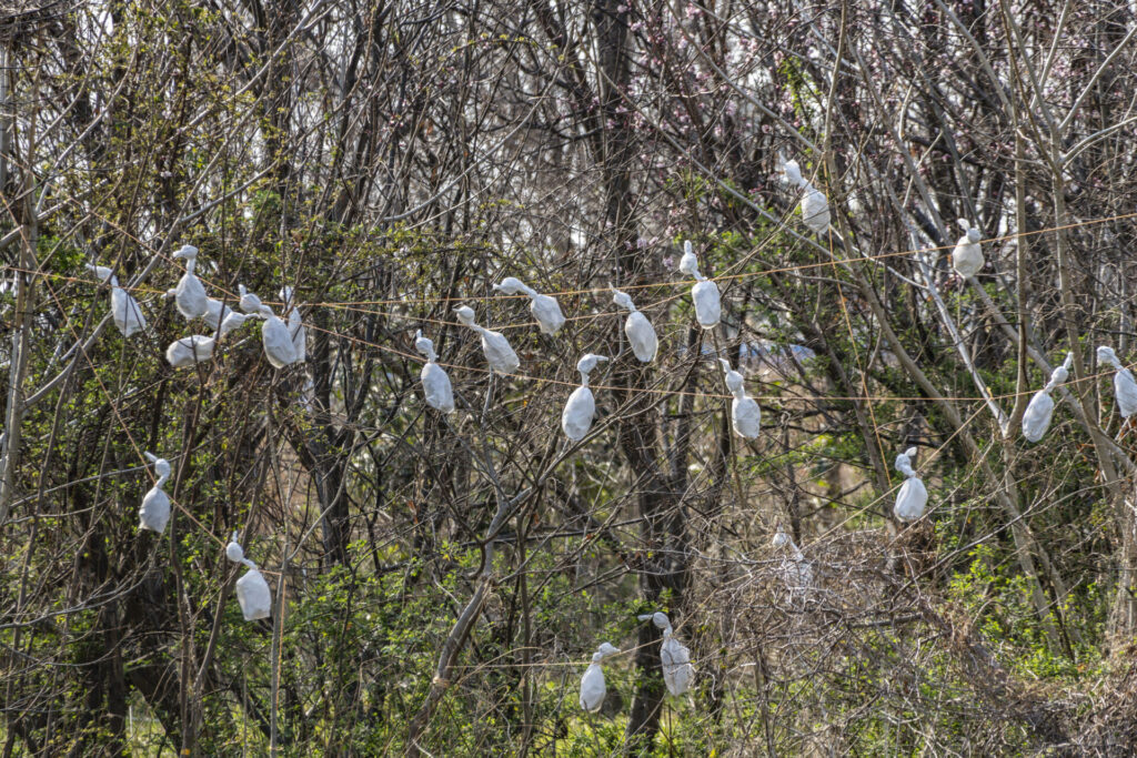 サギコロニー誘致のためのデコイ?