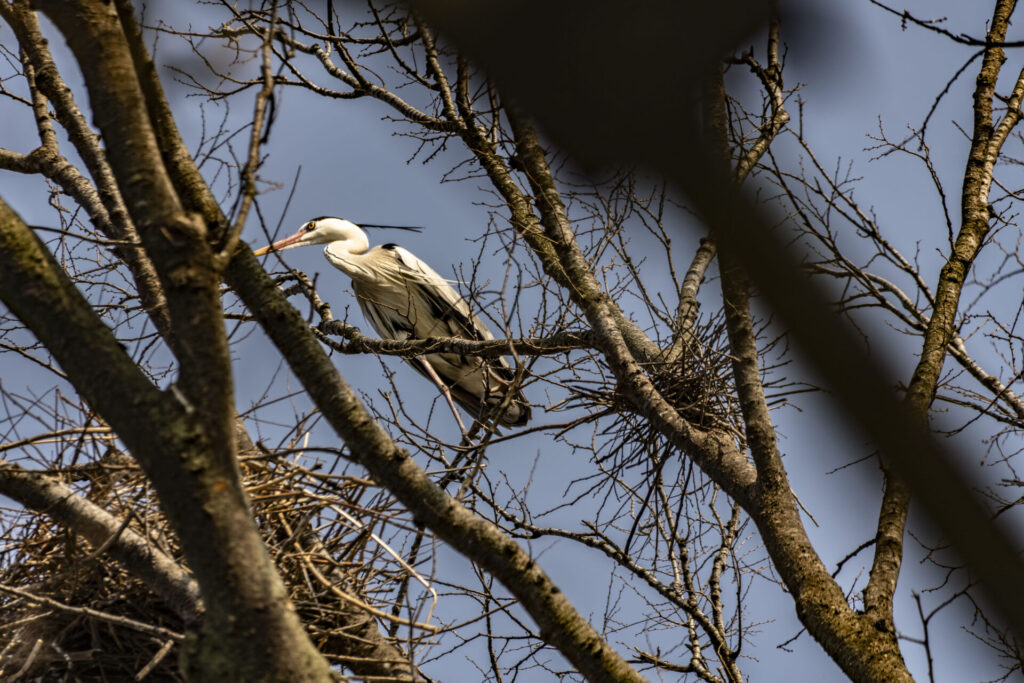 アオサギの巣