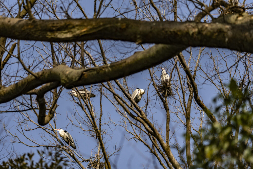 アオサギの巣