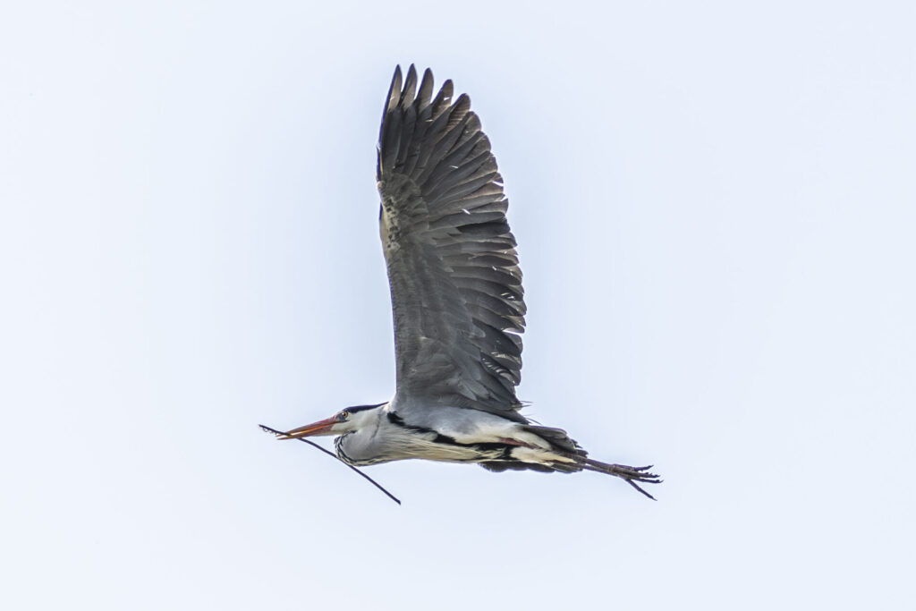 巣材を運ぶアオサギ