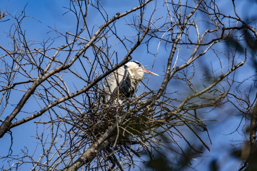 アオサギの巣