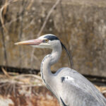 盛大にコケる 盛大にコケる