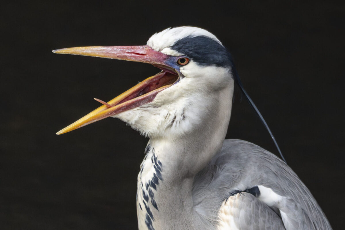 寒いので低浮上