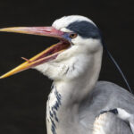 寒いので低浮上 寒いので低浮上