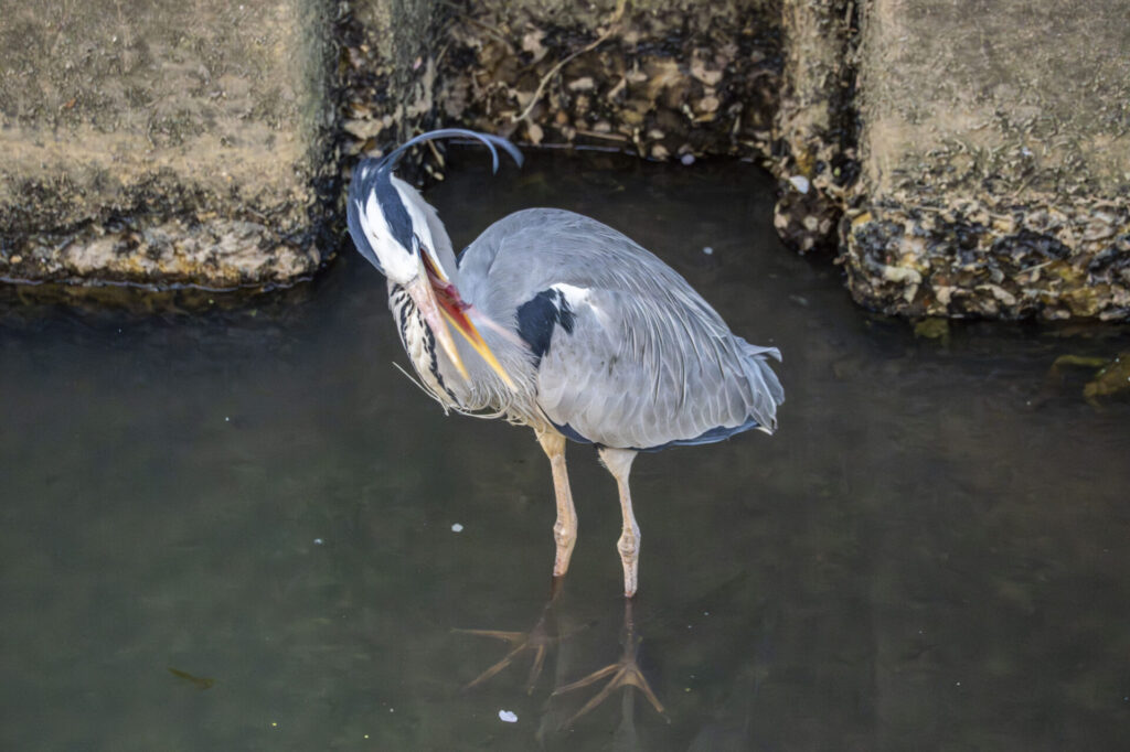 用水路のアオサギ