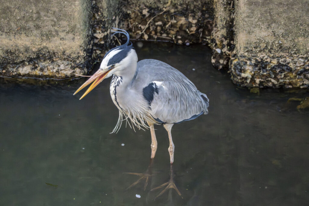 用水路のアオサギ
