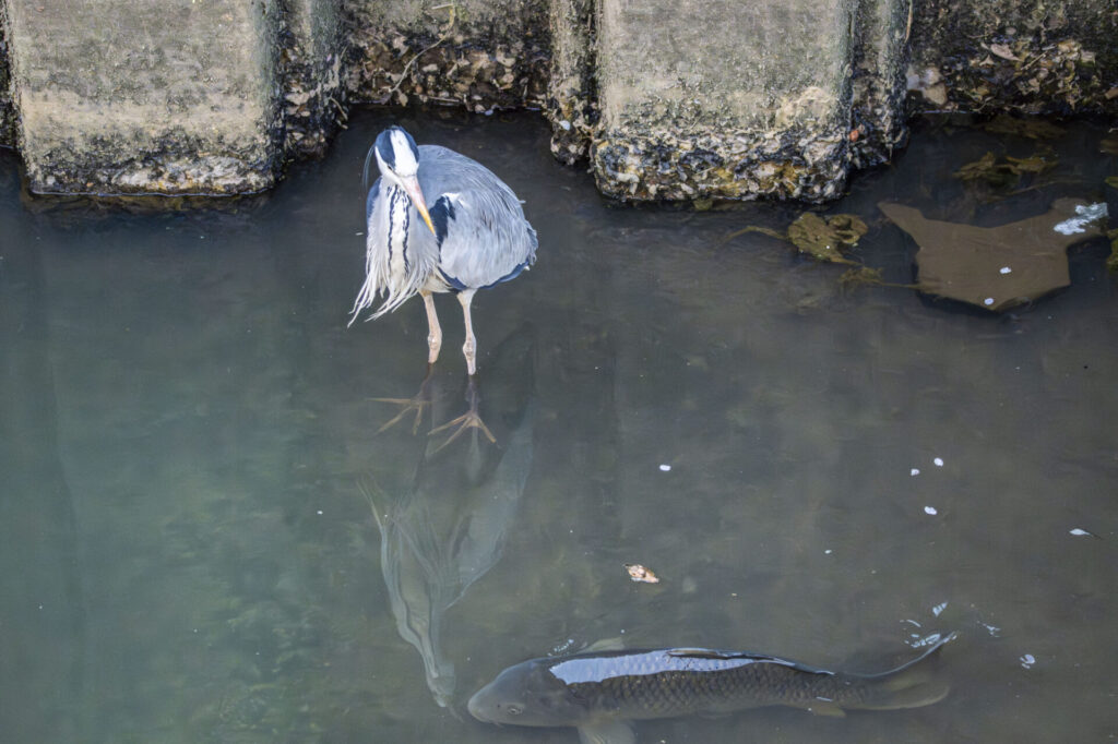 用水路のアオサギとコイ