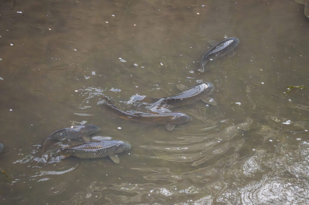 用水路のコイ