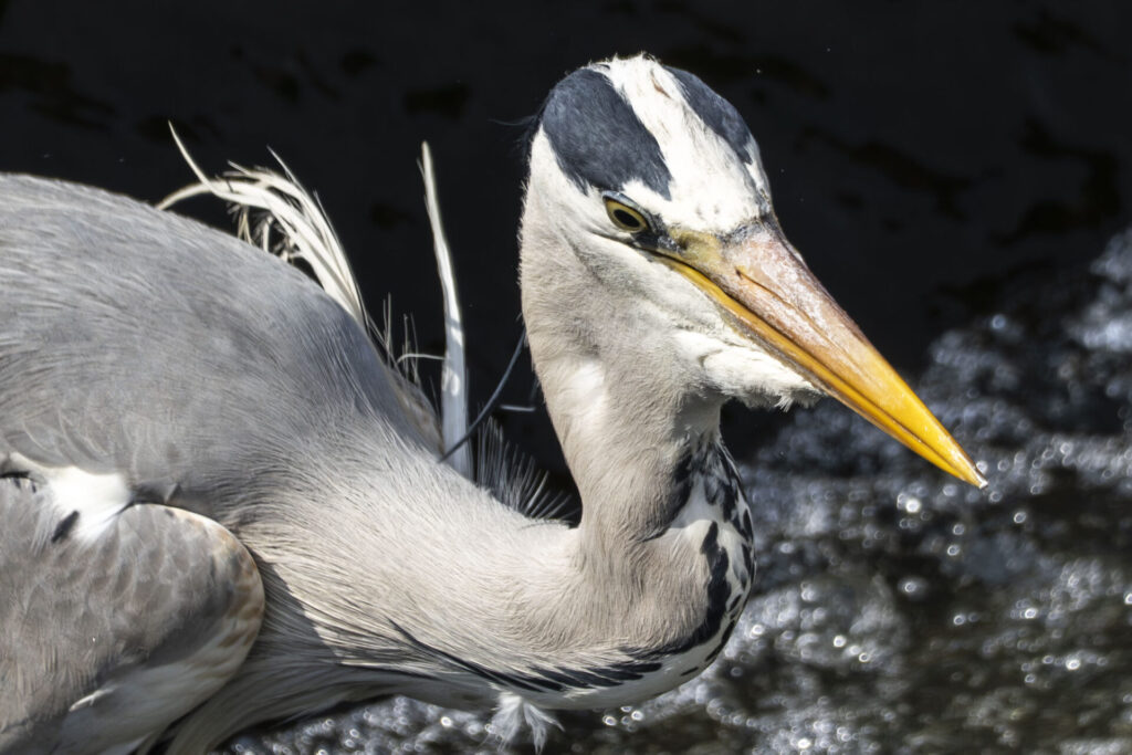 小魚を捕まえたアオサギ