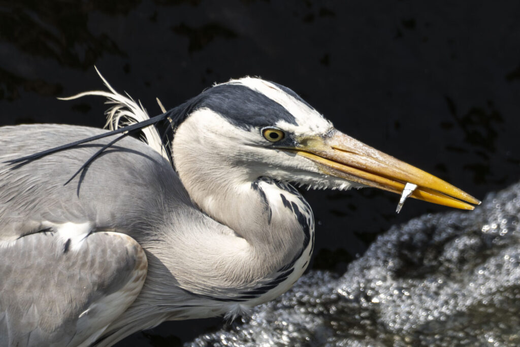 小魚を捕まえたアオサギ