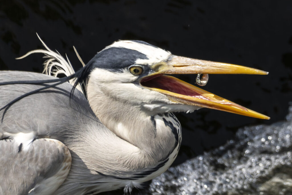 小魚を捕まえたアオサギ