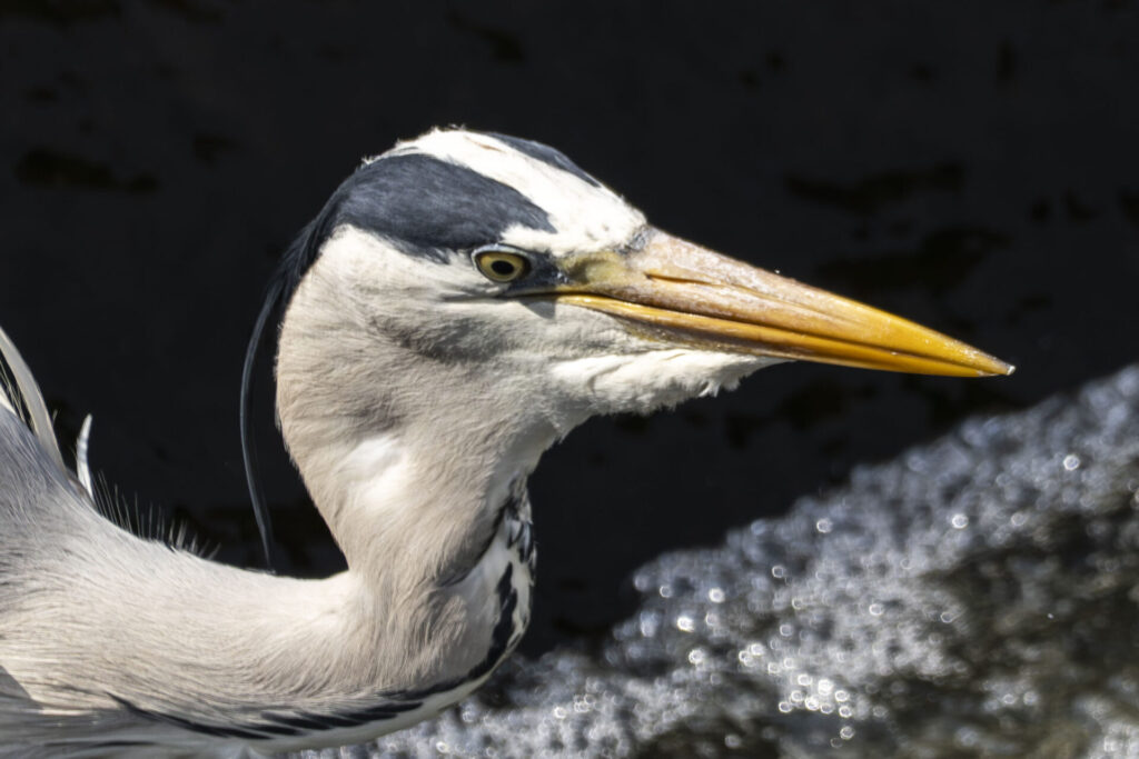 小魚を捕まえたアオサギ